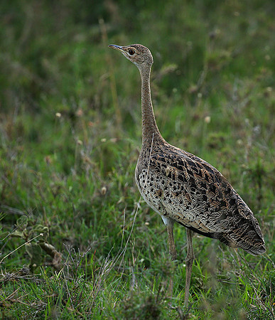 White-bellied bustard - Laikipia
