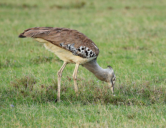 Kori bustard - Laikipia