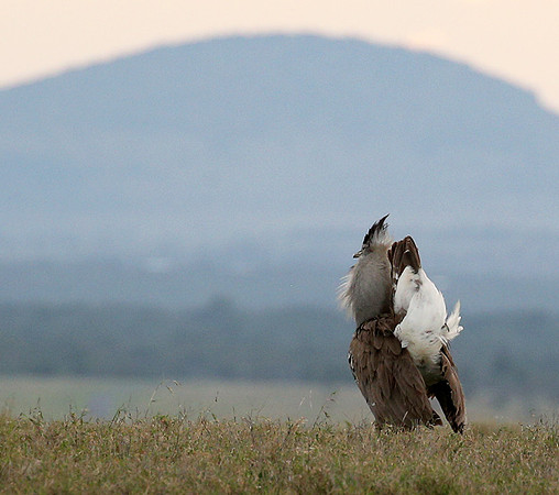 Kori bustard - Laikipia