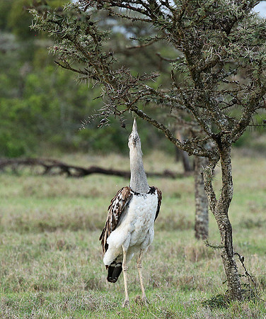 Kori bustard - Laikipia
