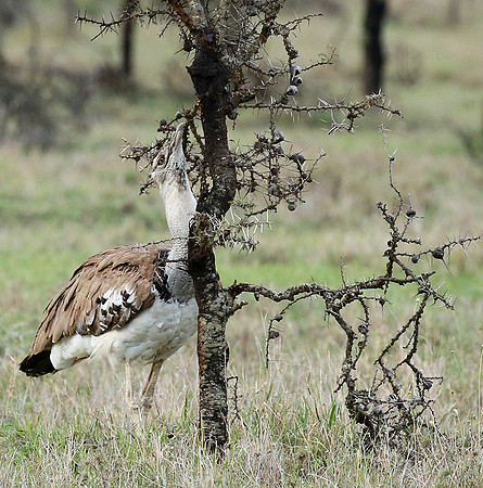 kori bustard - Laikipia