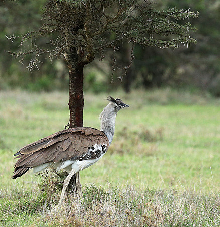 Kori bustard - Laikipia