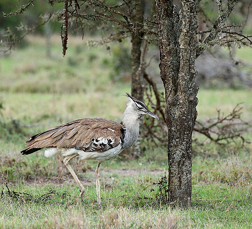 Kori bustard - Laikipia