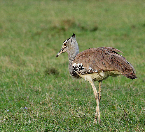 Kori bustard - Laikipia