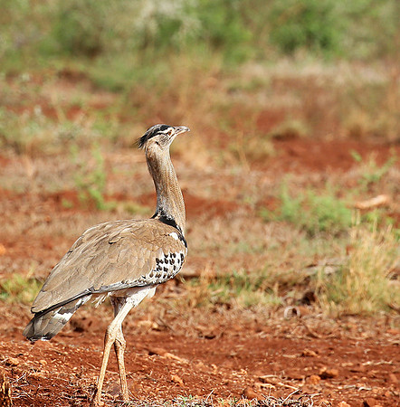 Koti bustartd - Meru NP