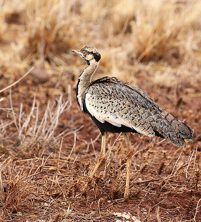 Black-bellied bustard- Meru National park