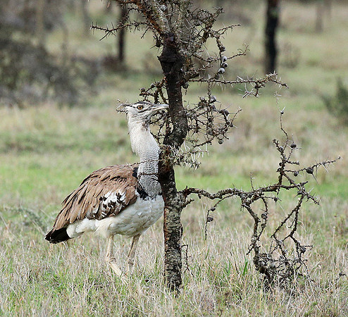 Kori bustard - Laikipia