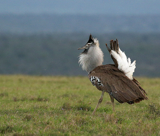Kori bustard - Laikipia