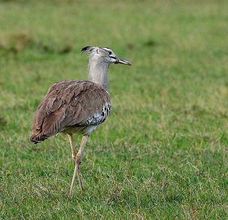Kori bustard - Laikipia