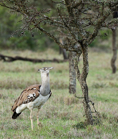 Kori bustard - Laikipia