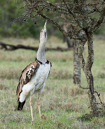 Kori bustard - Laikipia