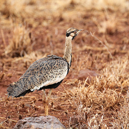 Black-bellied bustard- Meru National park