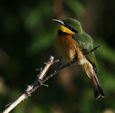 Little bee-eater - Masaï Mara