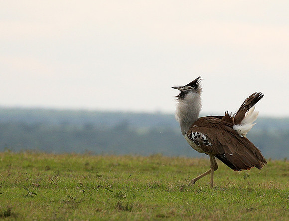 Kori bustard - Laikipia