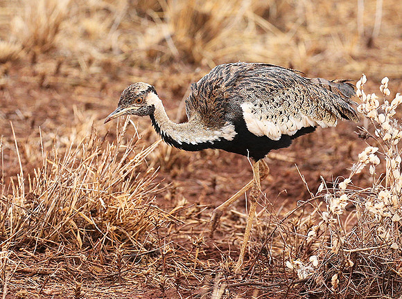 Black-bellied bustard- Meru National park