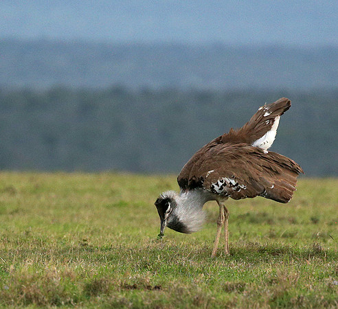 Kori bustard - Laikipia