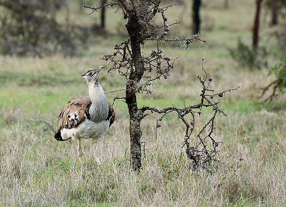 Kori bustard - Laikipia