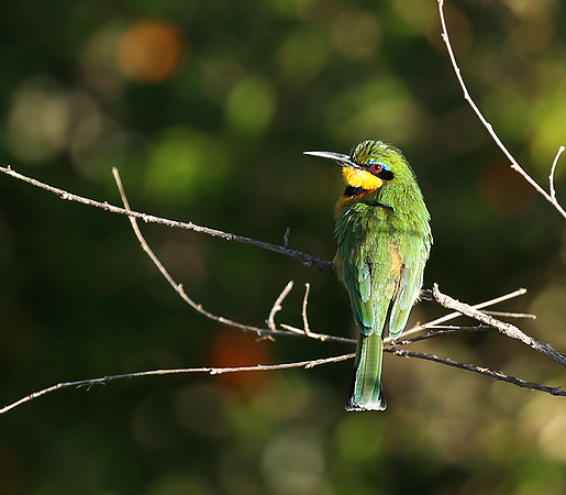 Little bee-eater - Masaï Mara