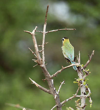 White-throated bee-eater - Meru National Park - Kenya