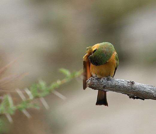 Little bee-eater - Masaï Mara
