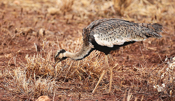 Black-bellied bustard- Meru National park