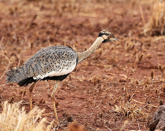 Black-bellied bustard- Meru National park