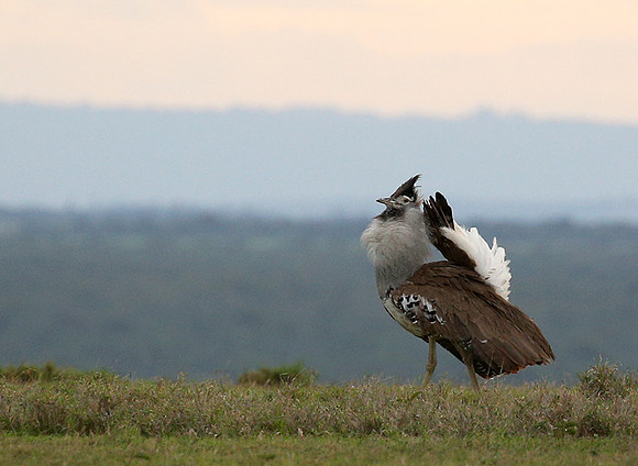 Kori bustard - Laikipia