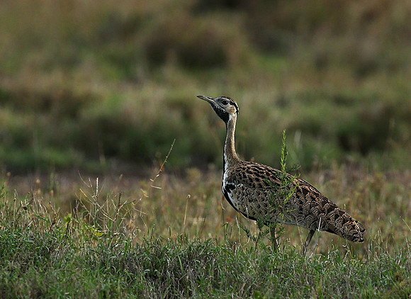 Black-bellied bustard - Laikipia