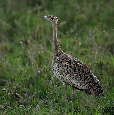 White-bellied bustard - Laikipia