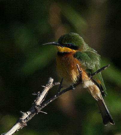Little bee-eater - Masaï Mara