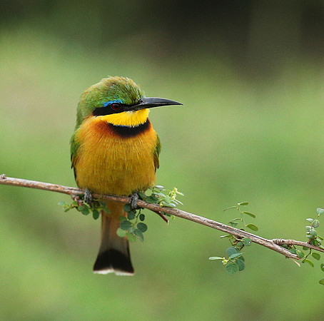 Little bee-eater - Masaï Mara