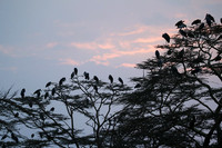 Nairobi National Park