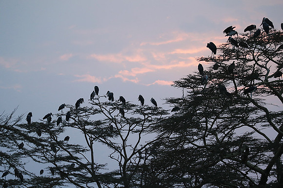Nairobi National Park