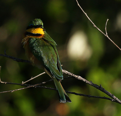 Little bee-eater - Masaï Mara