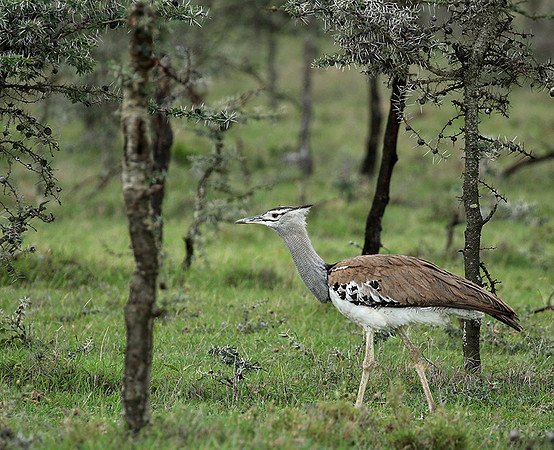Kori bustard - Laikipia