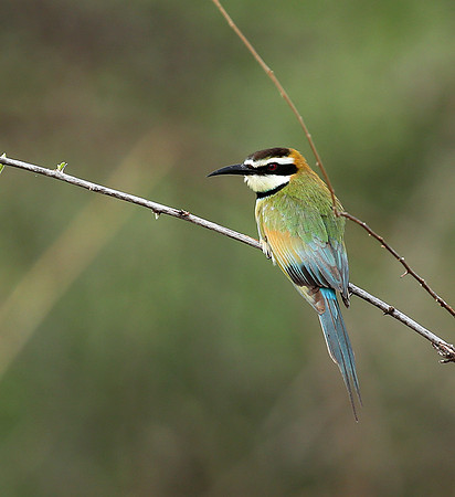 White-throated bee-eater - Meru National Park - Kenya