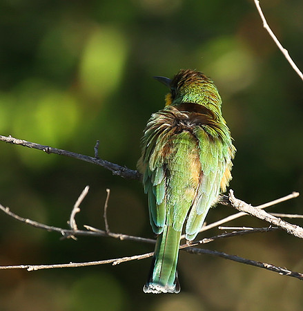 Little bee-eater - Masaï Mara