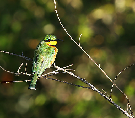 Little bee-eater - Masaï Mara