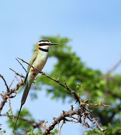 White-throated bee-eater - Meru National Park - Kenya