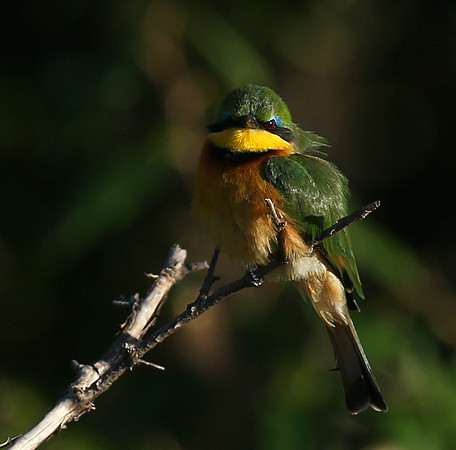 Little bee-eater - Masaï Mara