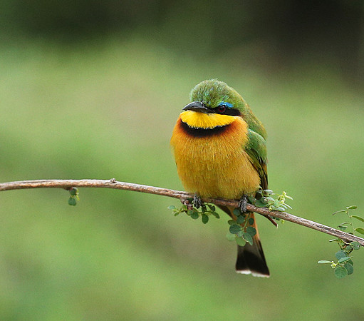 Little bee-eater - Masaï Mara