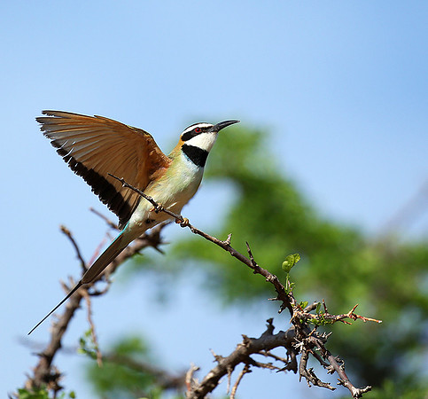 White-throated bee-eater - Meru National Park - Kenya