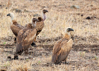 Vultures