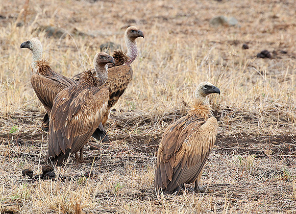 Meru NP