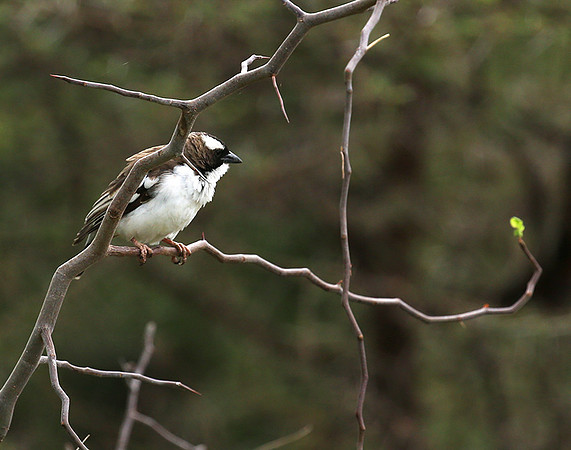White-browed sparrow weaver - Amboseli National Park