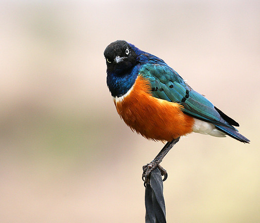 Superb starling - Amboseli National park