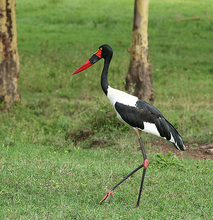 Laikipia