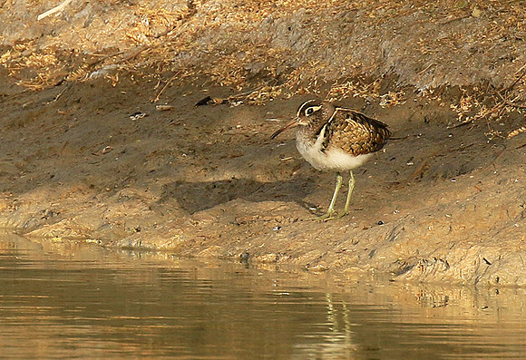 Greater painted snipe