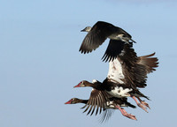 Red-billed teal - Kafue NP