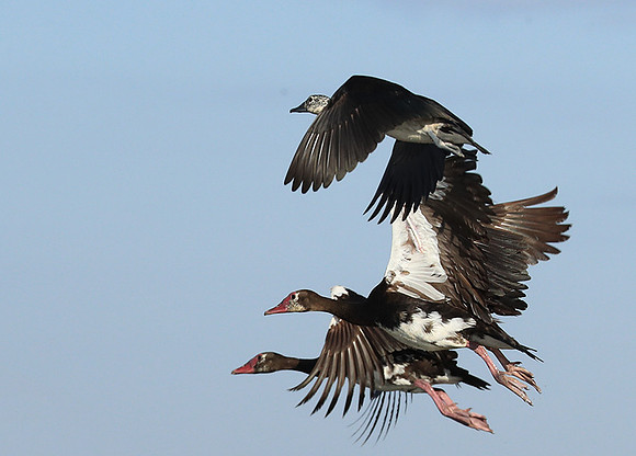 Red-billed teal - Kafue NP